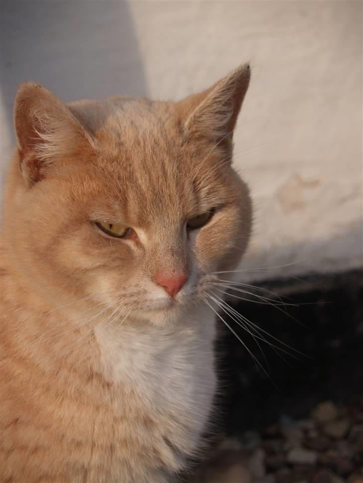 Huskat Cookie - <´3 billede 12