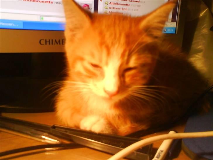 Huskat Tayson (: <3 billede 1