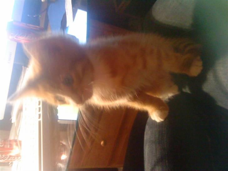 Huskat Tayson (: <3 billede 2