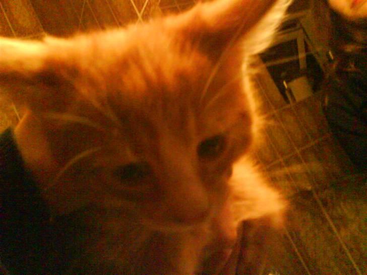 Huskat Tayson (: <3 - Min Fido Mis<3 billede 5