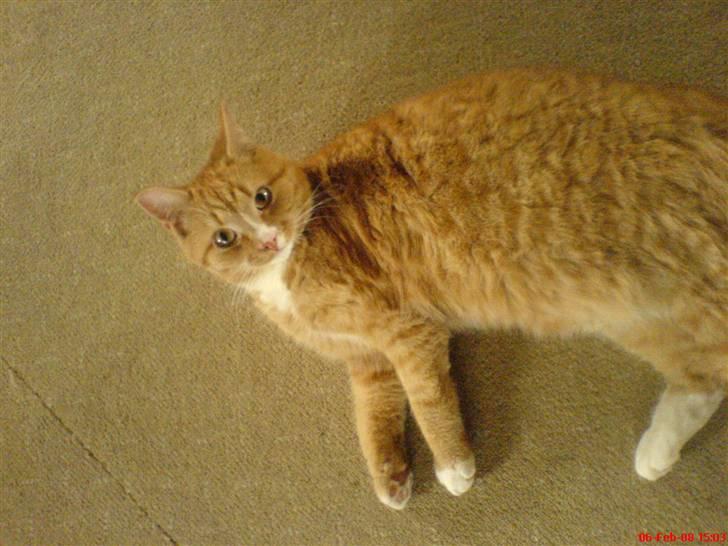 Huskat Felix billede 2