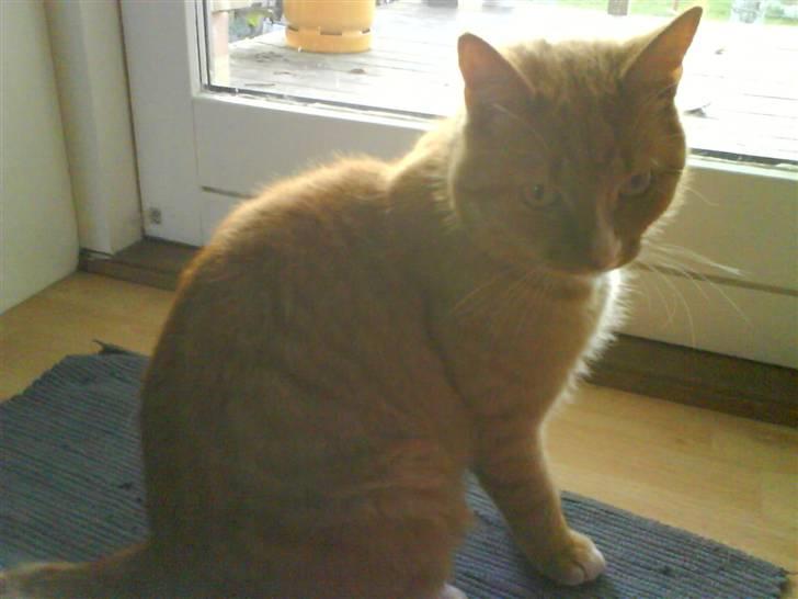 Huskat Felix billede 3