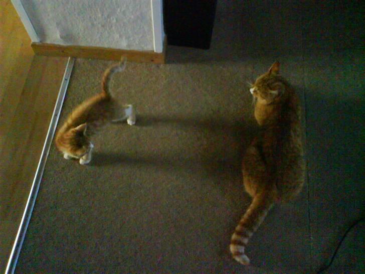 Huskat Felix billede 4