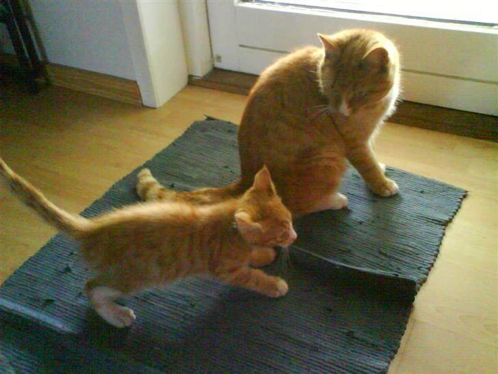 Huskat Felix billede 5