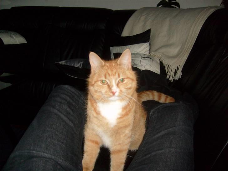 Huskat Felix billede 6