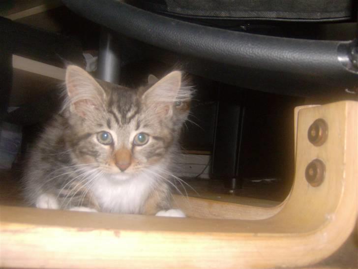 Maine Coon Freja - Her der ingen der se mig billede 4