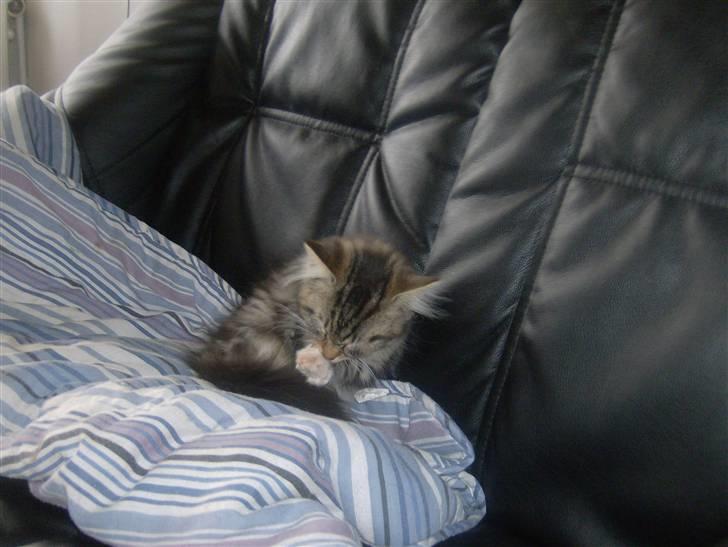 Maine Coon Freja - Åh her har man det godt billede 6