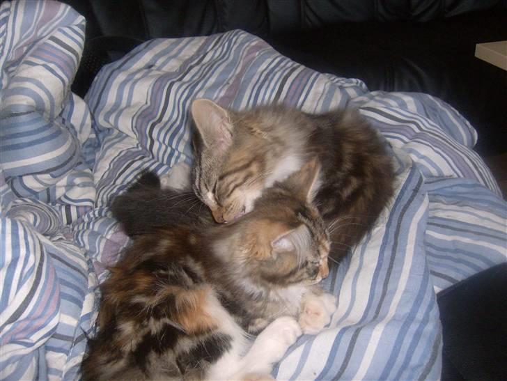 Maine Coon Freja - Elsker dig søster:-) billede 7