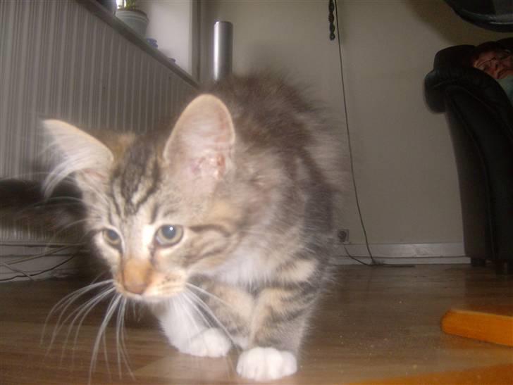 Maine Coon Freja - Hvad der lige her?? billede 8