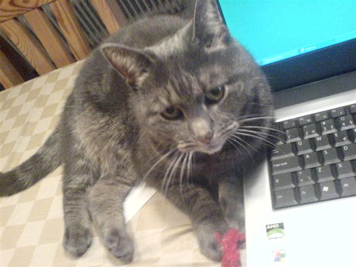 Blanding af racer Silke billede 17