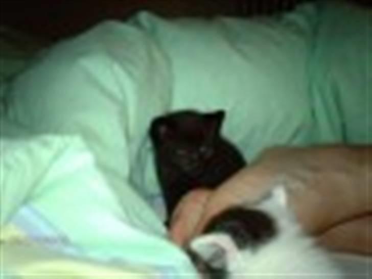 Blanding af racer Buster <3 billede 1