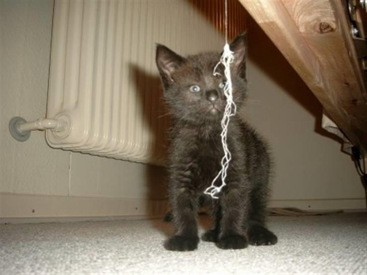 Blanding af racer Buster <3 billede 2