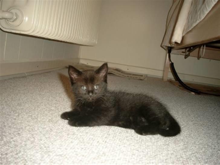 Blanding af racer Buster <3 billede 3