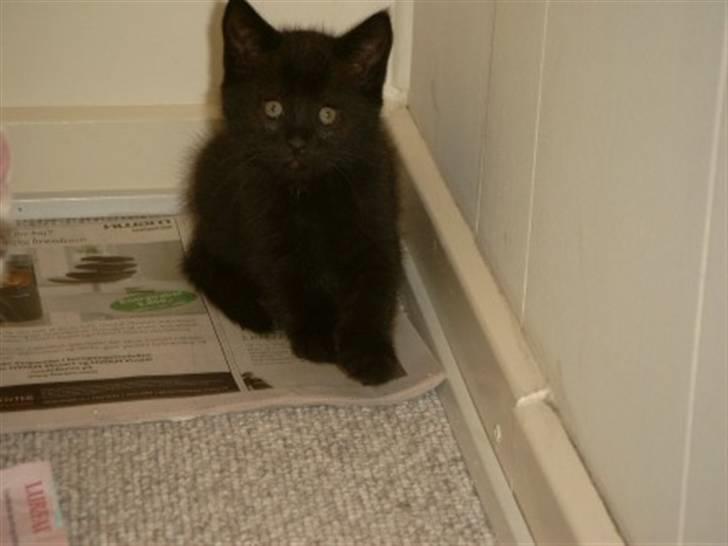 Blanding af racer Buster <3 billede 4