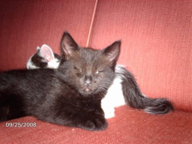 Blanding af racer Buster <3 billede 5