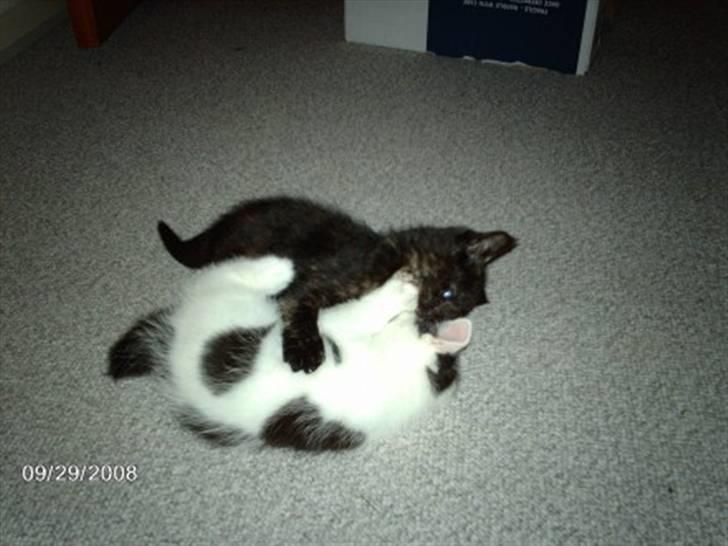 Blanding af racer Buster <3 billede 6