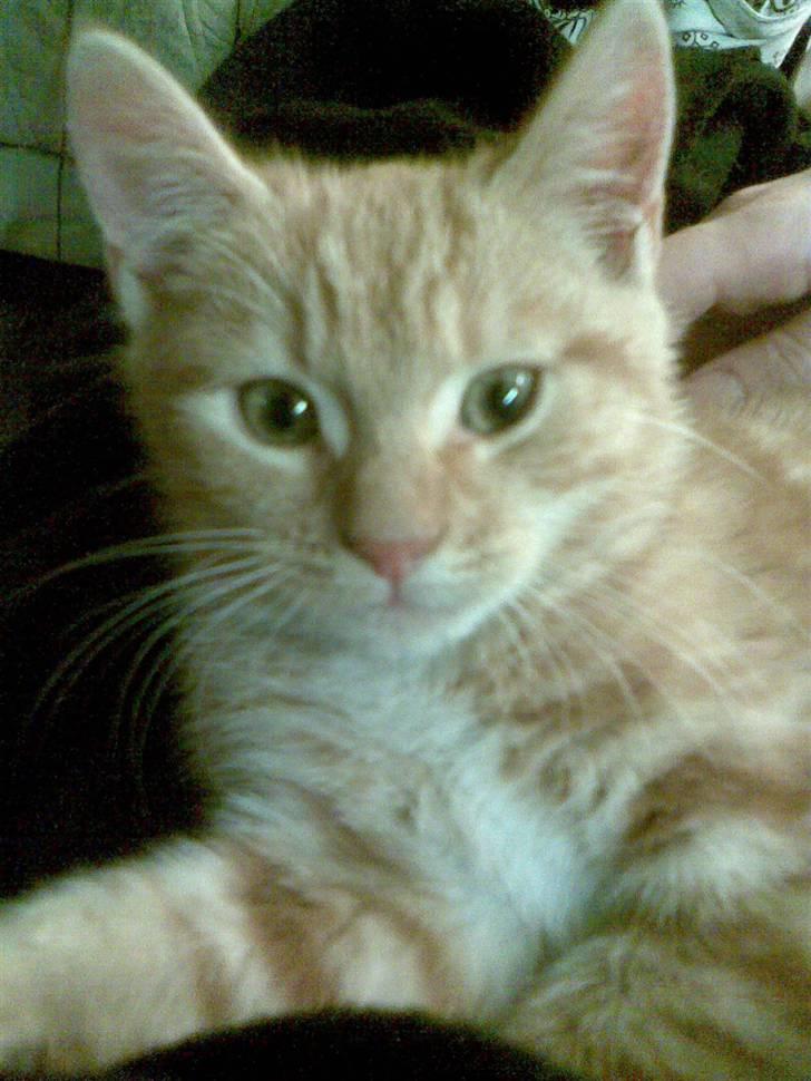 Blanding af racer mulle 2008*    +2009 billede 1