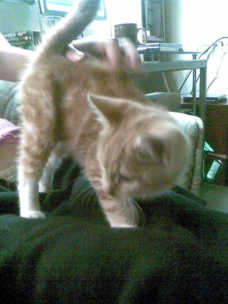 Blanding af racer mulle 2008*    +2009 billede 2