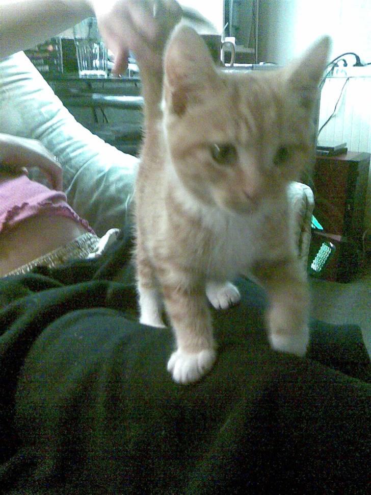 Blanding af racer mulle 2008*    +2009 billede 3