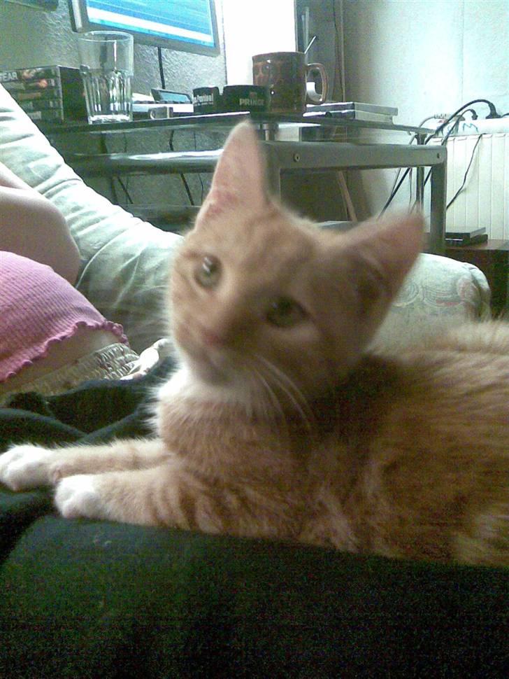 Blanding af racer mulle 2008*    +2009 billede 4