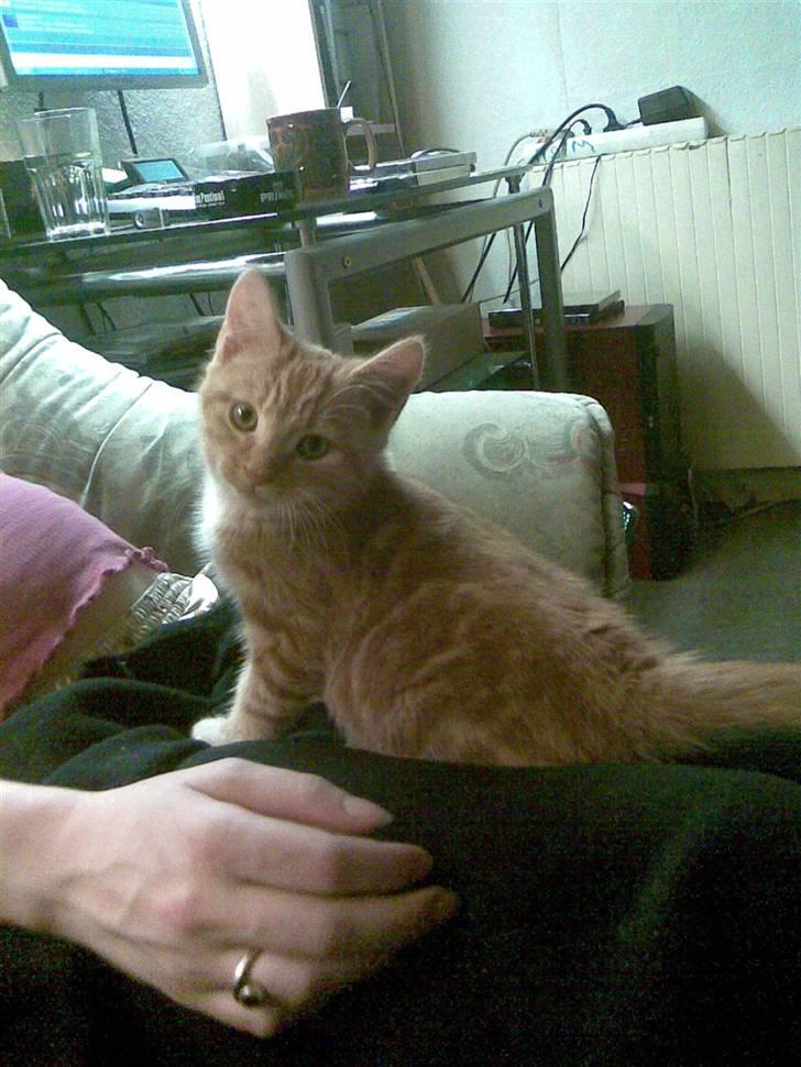 Blanding af racer mulle 2008*    +2009 billede 5