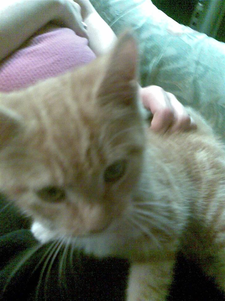 Blanding af racer mulle 2008*    +2009 billede 6