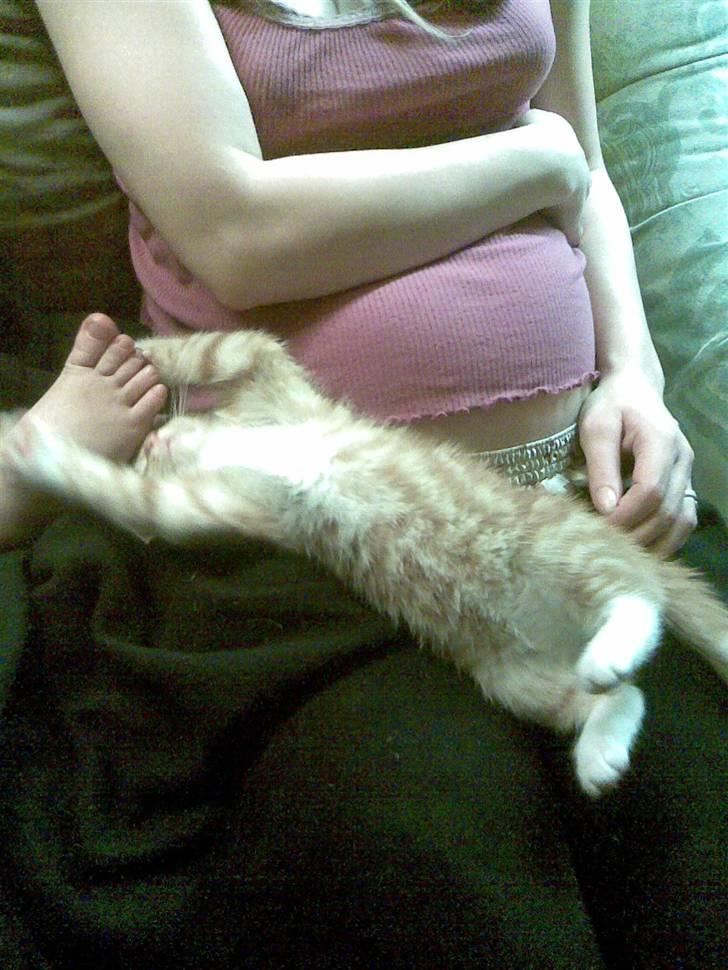 Blanding af racer mulle 2008*    +2009 billede 7