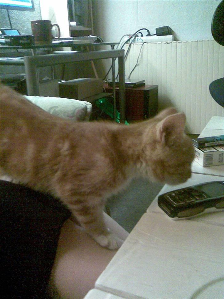 Blanding af racer mulle 2008*    +2009 billede 8