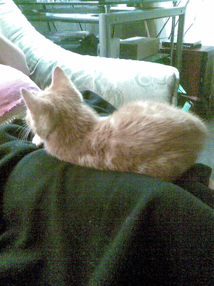 Blanding af racer mulle 2008*    +2009 billede 9