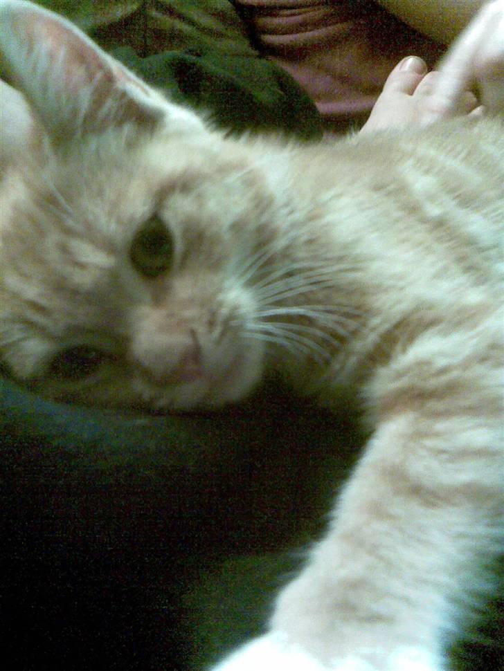 Blanding af racer mulle 2008*    +2009 billede 10