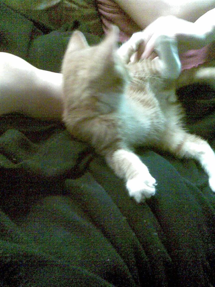 Blanding af racer mulle 2008*    +2009 billede 11