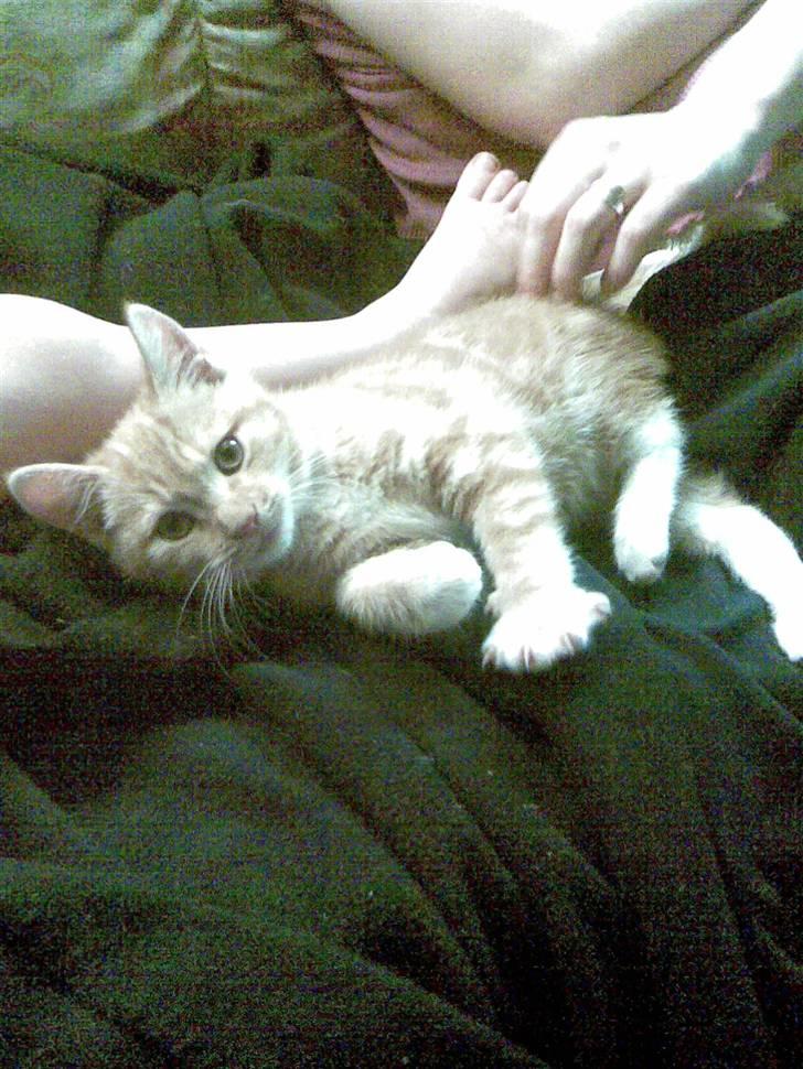 Blanding af racer mulle 2008*    +2009 billede 12