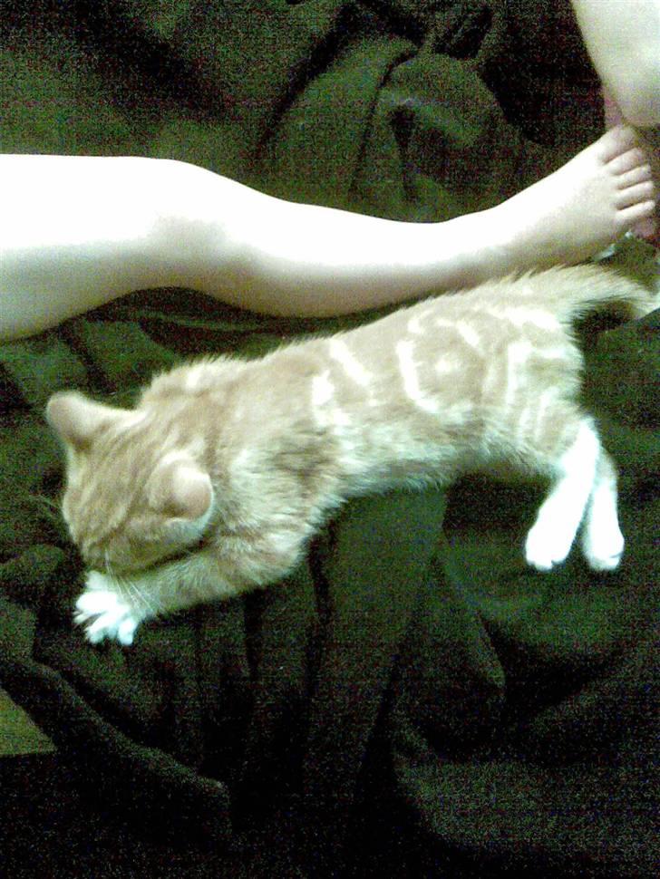 Blanding af racer mulle 2008*    +2009 billede 13