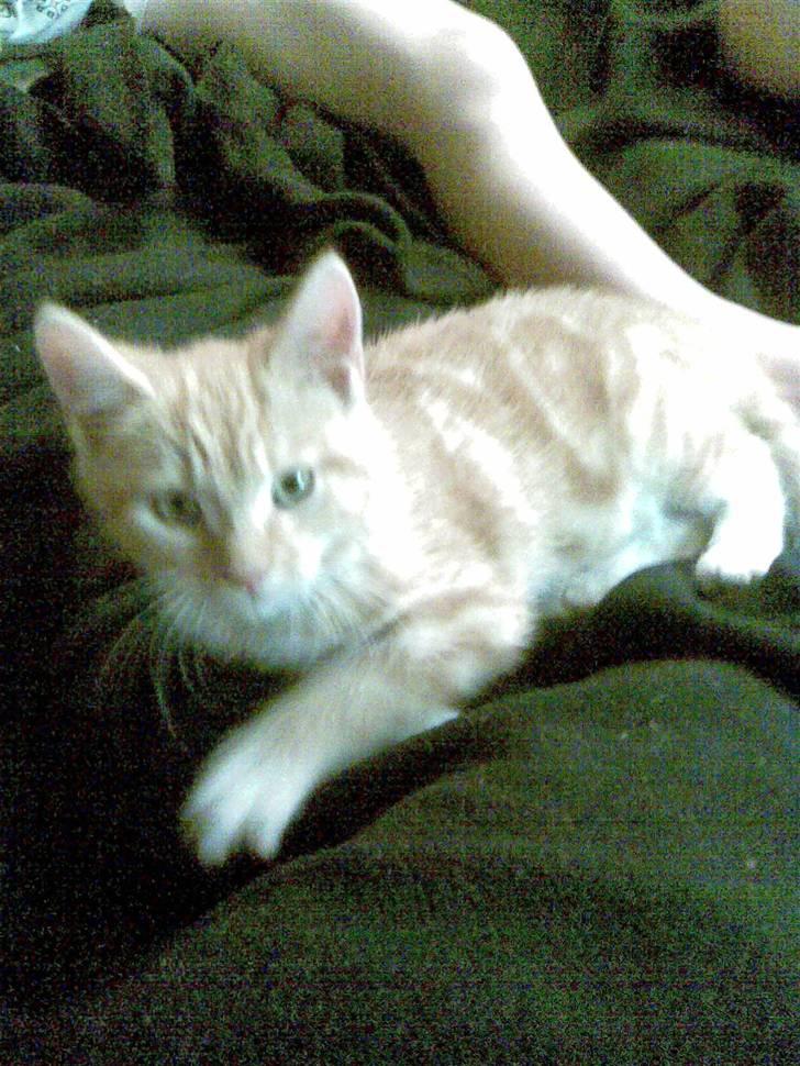 Blanding af racer mulle 2008*    +2009 billede 14