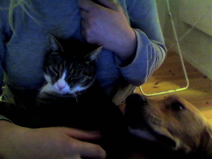 Blanding af racer Karsten billede 9