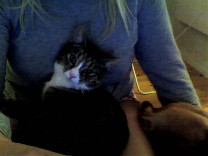 Blanding af racer Karsten billede 10