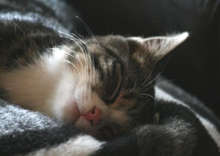 Blanding af racer Pelle billede 1