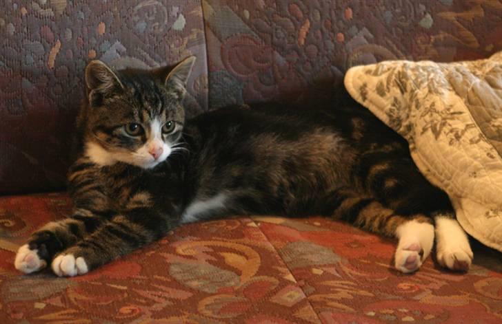 Blanding af racer Pelle billede 2