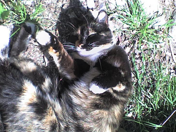 Blanding af racer Nala billede 1