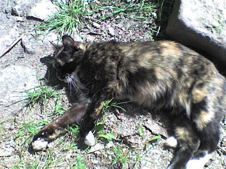 Blanding af racer Nala billede 2