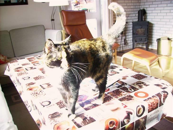 Blanding af racer Nala billede 3