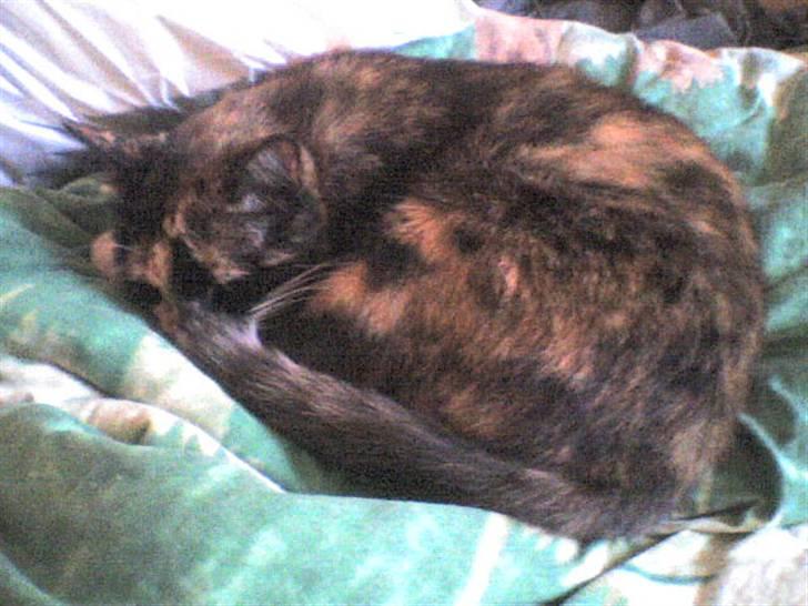 Blanding af racer Nala billede 4