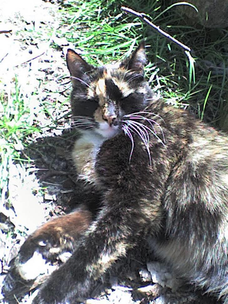 Blanding af racer Nala billede 5