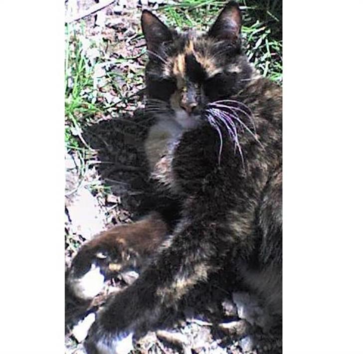 Blanding af racer Nala billede 6