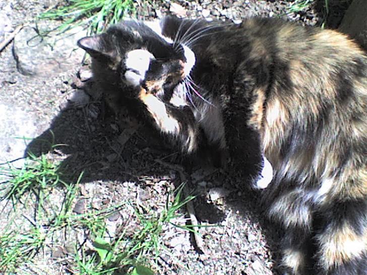 Blanding af racer Nala billede 7