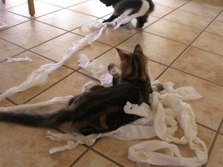 Maine Coon Tiger - Pokkers, - taget på fersk gerning billede 12