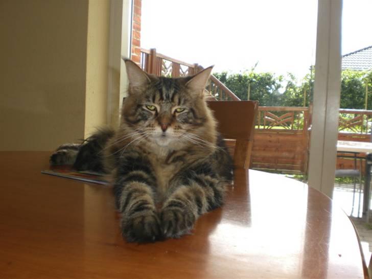 Maine Coon Tiger billede 13