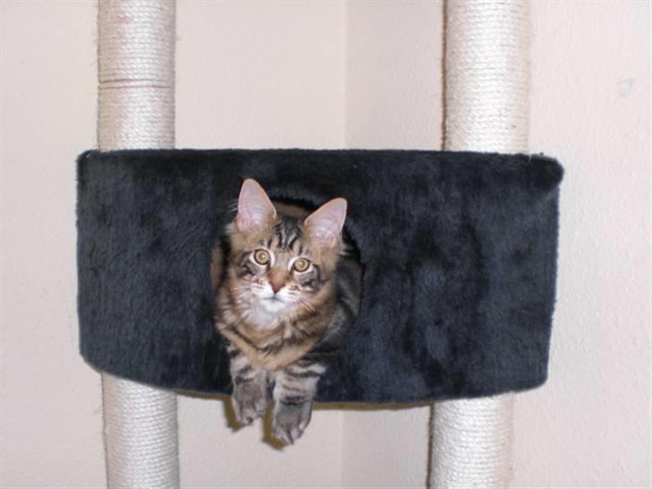 Maine Coon Tiger - Her ligger jeg godt billede 14