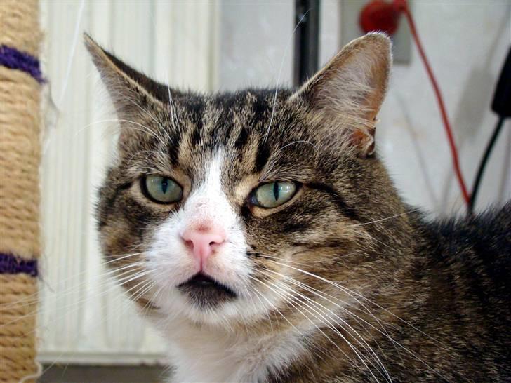 Blanding af racer Boris - Flotte Boris billede 1