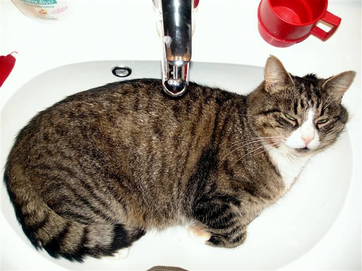 Blanding af racer Boris billede 2